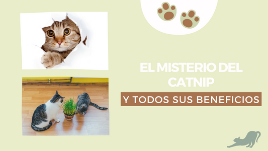 Descubre los Secretos del Catnip: El Tesoro Oculto para tu Gato